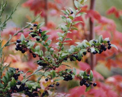 evergreen huckleberry